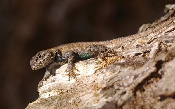 A brown eastern fence lizard warming its body on a log.